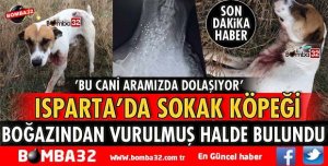 ISPARTA’DA KÖPEK BOĞAZINDAN TÜFEKLE VURULMUŞ HALDE BULUNDU