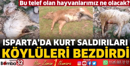 Isparta’da kurt saldırıları köylüleri bezdirdi