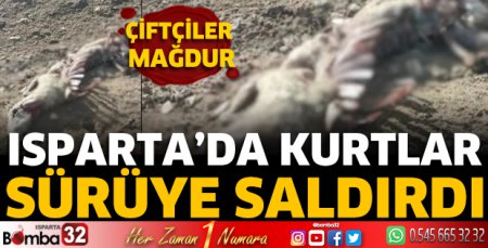 Isparta’da kurtlar sürüye saldırdı  