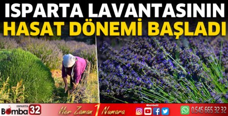 Isparta’da lavanta hasadı başladı