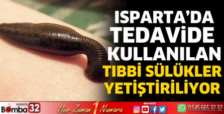 Isparta’da tedavide kullanılan tıbbi sülükler yetiştiriliyor