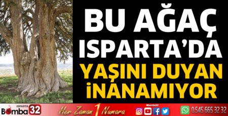 Isparta’nın kokulu ardıç ağacı