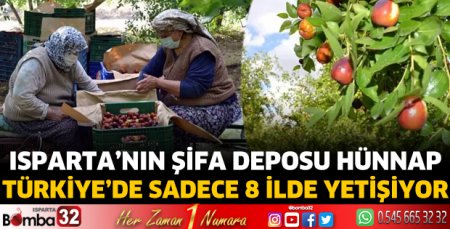 Isparta’nın şifa deposu hünnap 