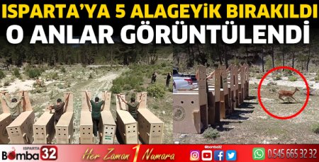 Isparta’ya 5 alageyik bırakıldı