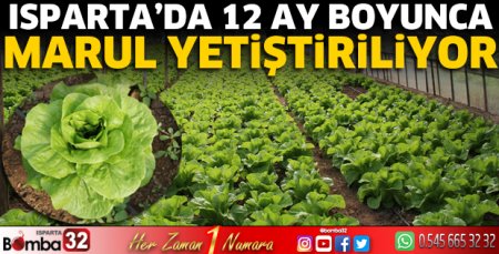 Isparta'da 12 ay boyunca marul yetiştiriliyor
