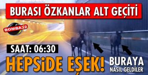ISPARTA'DA 3 EŞEK ŞAŞKINLIK YARATTI