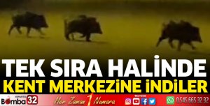 Isparta'da aç kalan domuzlar şehre indi