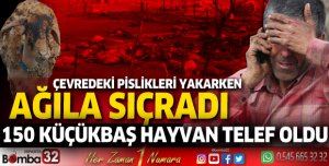 Isparta'da ağıl yangınında 150 küçükbaş hayvan telef oldu