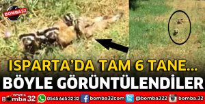 ISPARTA'DA ALACA SANSARLAR GÖRÜNTÜLENDİ