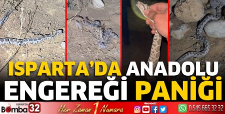 Isparta'da Anadolu Engereği paniği