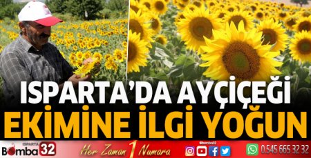 Isparta'da ayçiçeği ekimine ilgi yoğun