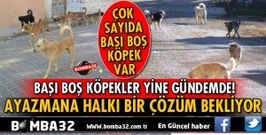 ISPARTA'DA BAŞI BOŞ KÖPEKLER HALKI TEDİRGİN EDİYOR