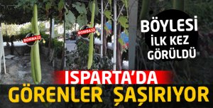 ISPARTA'DA BÖYLESİ İLK KEZ GÖRÜLDÜ 