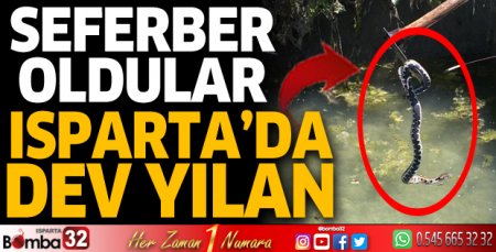 Isparta'da dev yılan