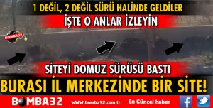 ISPARTA'DA DOMUZ PANİĞİ