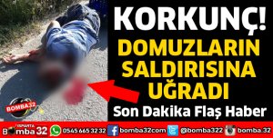 ISPARTA'DA DOMUZLARIN SALDIRISINA UĞRADI