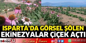 Isparta'da ekinezyalar çiçek açtı  