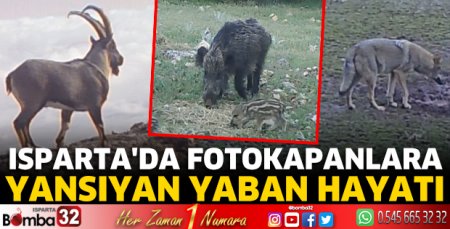 Isparta'da fotokapanlara yansıyan yaban hayatı
