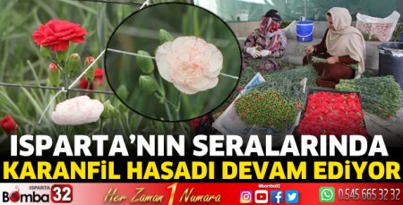 Isparta'da karanfil hasadı devam ediyor