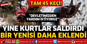 ISPARTA'DA KEÇİLERE KURTLAR SALDIRDI