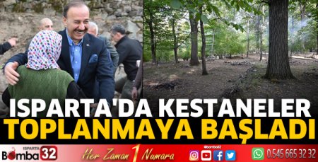 Isparta'da kestaneler toplanmaya başladı