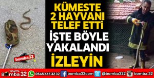 ISPARTA'DA KÜMESTE YILAN OPERASYONU