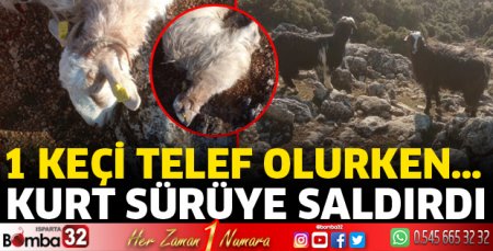 Isparta'da kurt sürüye saldırdı