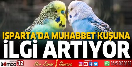 Isparta'da muhabbet kuşuna ilgi artıyor