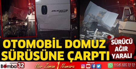 Isparta'da otomobil domuz sürüsüne çarptı