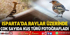Isparta'da raylar üzerinde çok sayıda kuş türü fotoğrafladı