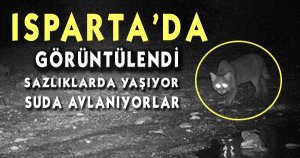 Isparta'da Saz Kedisi Görüntülendi