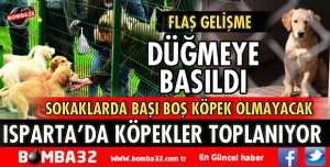 ISPARTA'DA SOKAK HAYVANLARI TOPLANIYOR
