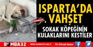 ISPARTA'DA SOKAK KÖPEĞİNİN KULAKLARINI KESTİLER