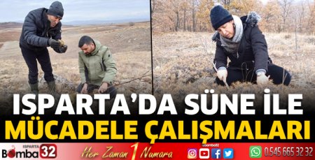 Isparta'da süne ile mücadele çalışmaları