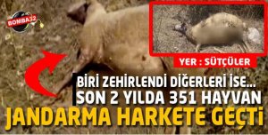 Isparta'da Şüpheli Hayvan Ölümleri