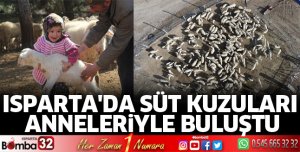 Isparta'da süt kuzuları anneleriyle buluştu