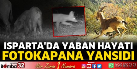 Isparta'da yaban hayvanları fotokapana yansıdı
