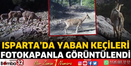 Isparta'da yaban keçileri fotokapana yansıdı