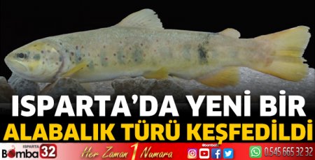 Isparta'da yeni bir alabalık türü keşfedildi