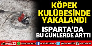Isparta'da yılan operasyonu