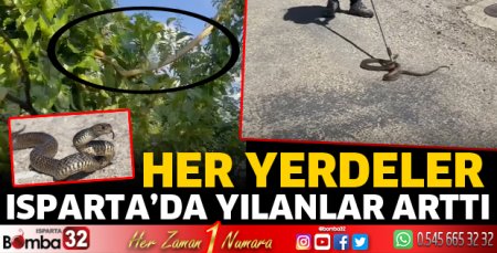 Isparta'da yılan sayısı arttı