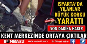 ISPARTA'DA YILANLAR BÜYÜK PANİK YARATTI