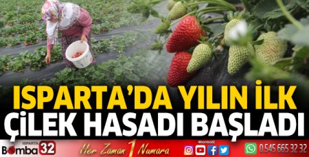 Isparta'da yılın ilk çilek hasadı başladı
