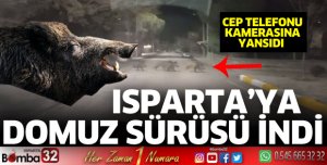 Isparta'ya domuz sürüsü indi