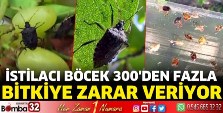 İstilacı böcek 300'den fazla bitkiye zarar veriyor