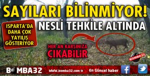 KAFKAS KÖKENLİ SAZ KEDİSİ MERCEK ALTINDA