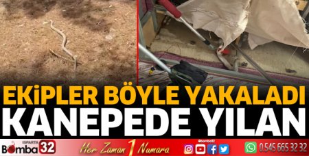 Kanepede yılan paniği