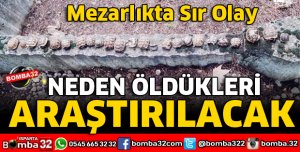 KAPLUMBAĞALARIN NASIL ÖLDÜĞÜ ARAŞTIRILACAK