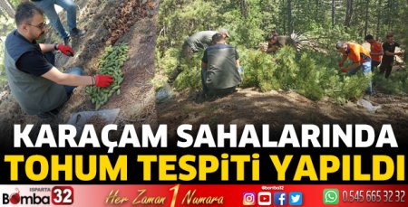 Karaçam sahalarında tohum tespiti yapıldı