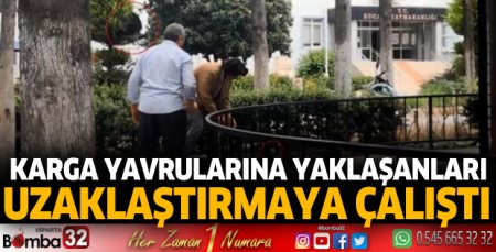 Kargalar, yavrularına yaklaşanları uzaklaştırmaya çalıştı